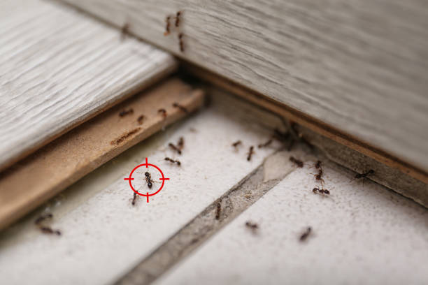 Best Local Pest Control Services  in Osage City, KS
