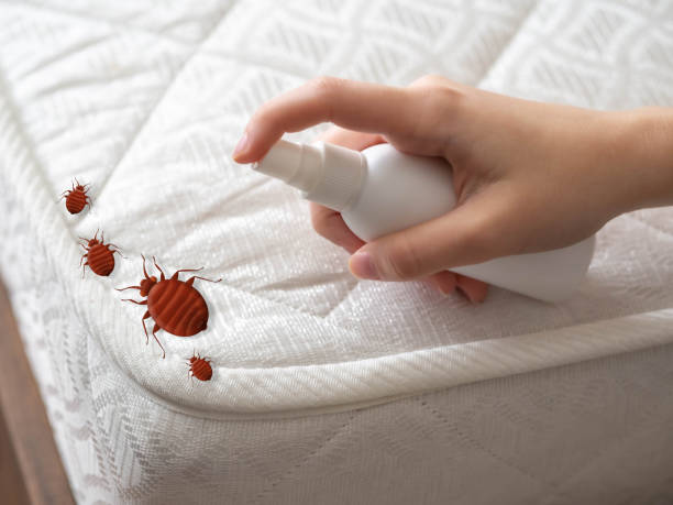Best Wasp Removal Services  in Osage City, KS